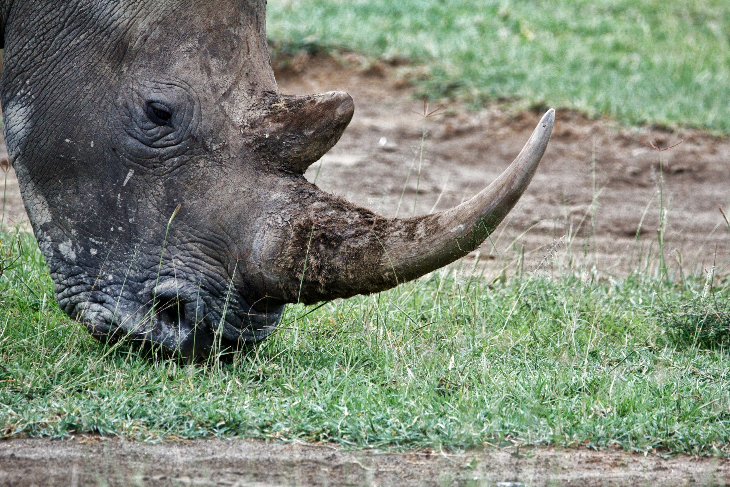 De «cisnes negros» y «rinocerontes grises»: ¿Cómo anticipar riesgos de reputación?
