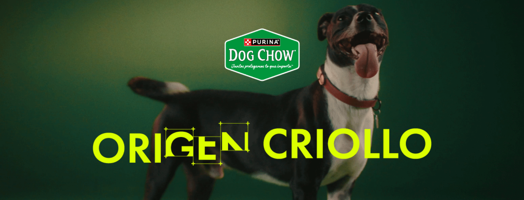 Cuando la genética se convierte en storytelling: así es #OriGENCriollo, la nueva apuesta de Purina Dog Chow®